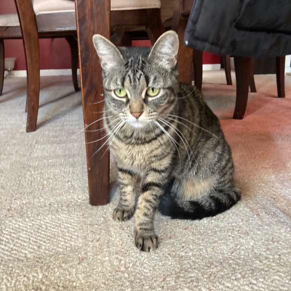 Meet your Posher, Danielle - Picture 2 of 4